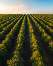Orange trees - Australia - Drone photo