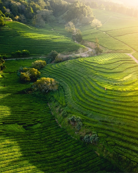 Tea fields - Azores (Portugal) - Drone trip