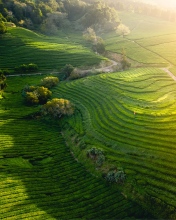 Cha tea fields - Azores (Portugal) - Drone photo