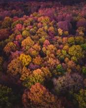 Forest - Belgium - Drone photo