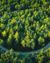Fietsen door de bomen - Belgium - Drone photo