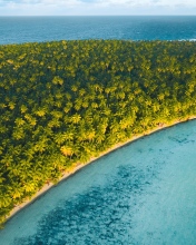 Palm trees - Tetiaroa, French Polynesia - Drone photo