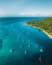 Opunohu Bay - Moorea, French Polynesia - Drone photo