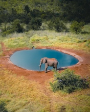 Elephant - Kruger National Park, South Africa - Drone photo
