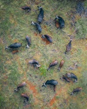 Buffalos - Kruger National Park, South Africa - Drone photo