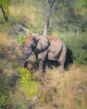 Elephant - Kruger National Park, South Africa - Drone photo