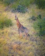 Giraffe - Kruger National Park, South Africa - Drone photo