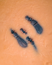 Hippos in river - Kruger National Park, South Africa - Drone photo