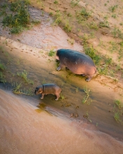 Hippo mother and calf - Kruger National Park, South Africa - Drone photo