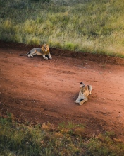 Lions - Kruger National Park, South Africa - Drone photo