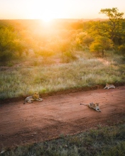 Lions - Kruger National Park, South Africa - Drone photo