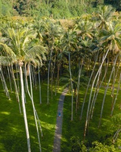 Anse des Cascades - La Réunion (France) - Drone photo