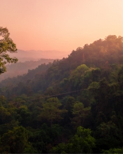 Gibbon Experience - Laos - Drone photo