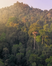 Gibbon Experience - Laos - Drone photo