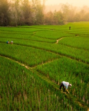 Lee 7 farm - Laos - Drone photo