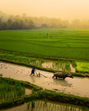Lee 7 farm - Laos - Drone photo