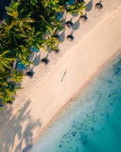 Palm tree beach - Mauritius - Drone photo