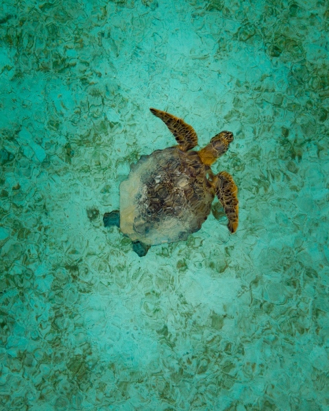 Turtle at eco lodge - Indonesia with Merapi - Drone photo