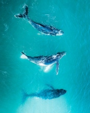 Noosa Whales - Australia - Drone photo