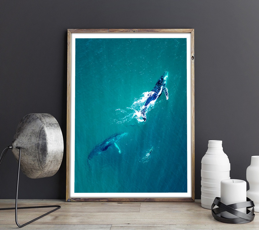2 whales and dolphin in Australia - Drone photo print