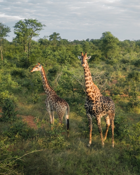 Safari drone trip - South Africa