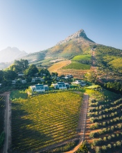 Stellenbosch vineyards - South Africa - Drone photo