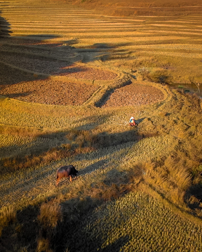 Farmer and buffalo on trekking Kalaw to Inle Lake - Myanmar