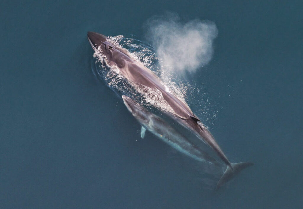 Sei whales - mother & calf