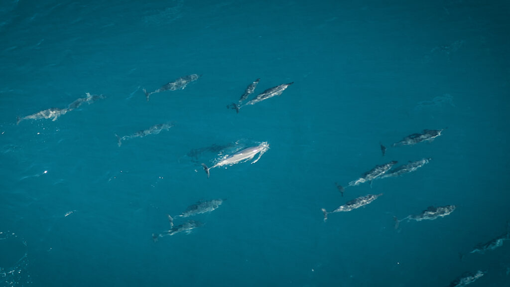 Spinner dolphins Mauritius