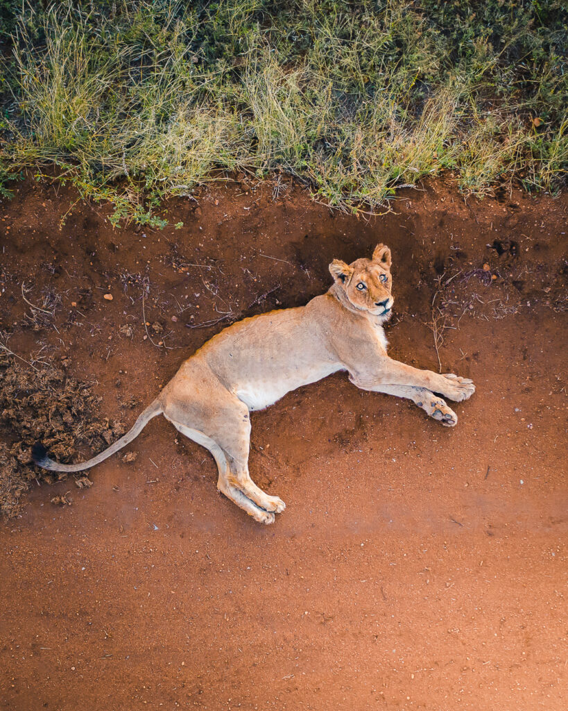 Sleepy lioness - Safari drone trip